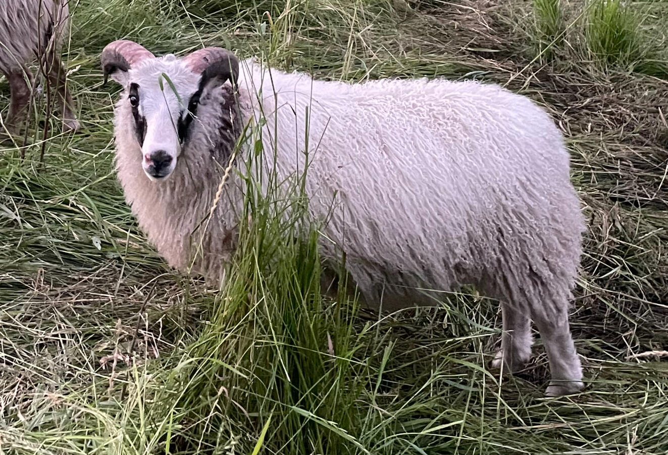 Skalli SOLD - $600 - ram lamb. Bondi x Skadi. Single. Long bodied, well muscled, milky dam. fast grower. friendly and respectful. black grey mouflon, could carry moorit. RESERVED
